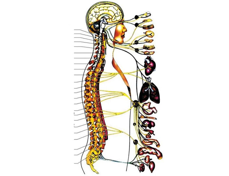 Σε τι ευθύνεται η σπονδυλική στήλη;